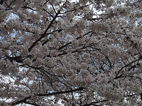 猪野神社の桜　一面桜