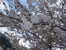 猪野神社の桜