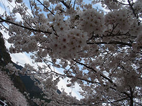 猪野神社の桜　ちょい引き