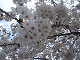 猪野神社の桜　ズームアップ