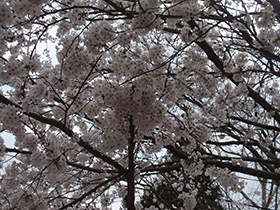 猪野神社の桜''